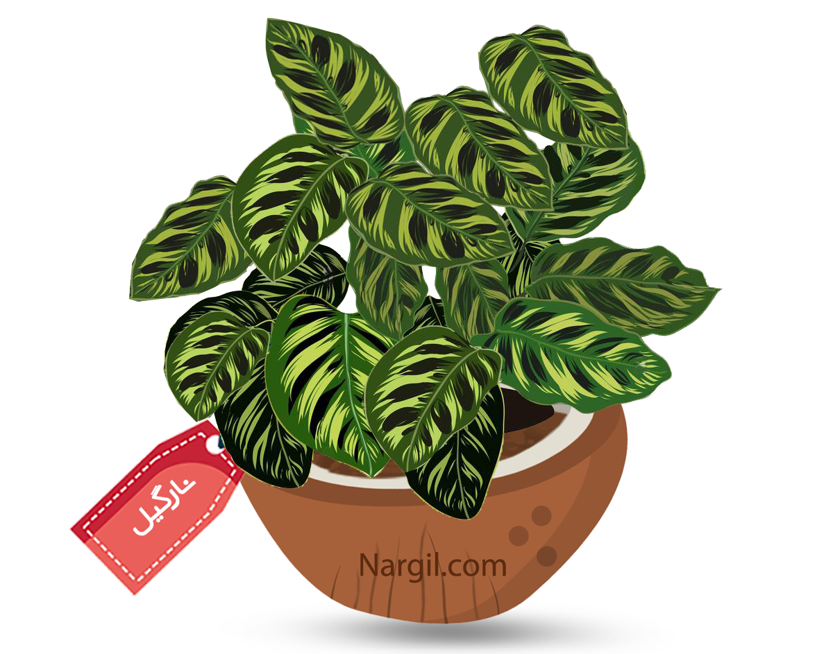  Nargil - Prayer plant